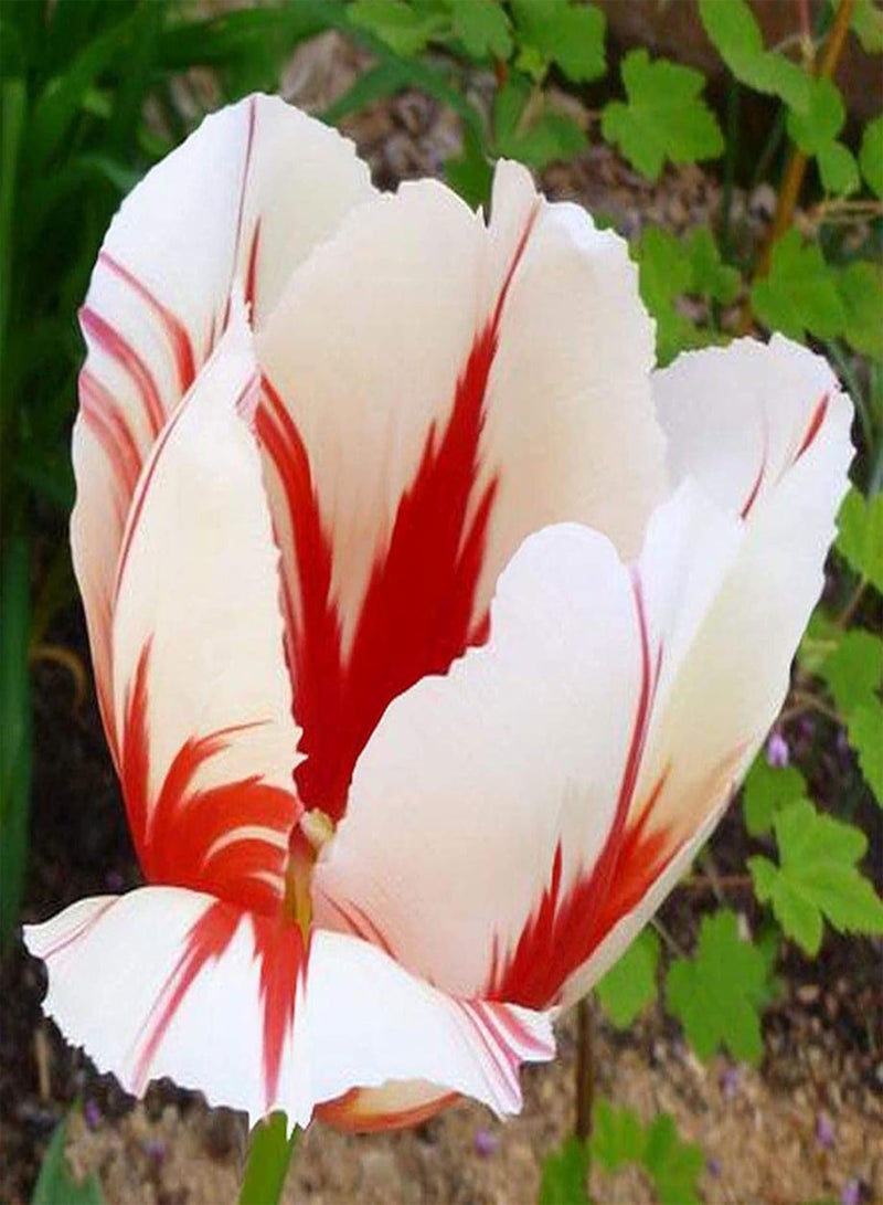 GGOOT seeds 100Pcs Tulip Plant Seeds,100Pcs Mixed Color Petals Perennial Tulip Seeds Easy to Grow Plant Seeds for Planting Home Garden Yard Bonsai Outdoor Indoor Purple - Image 4