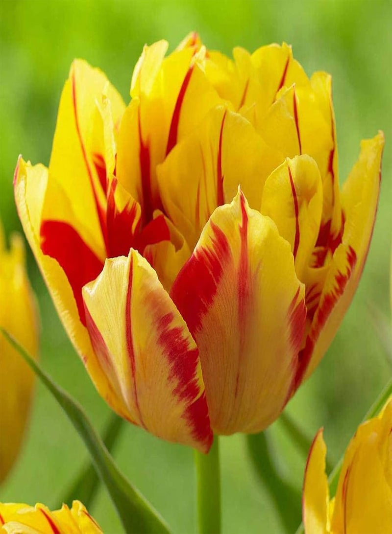 GGOOT seeds 100Pcs Tulip Plant Seeds,100Pcs Mixed Color Petals Perennial Tulip Seeds Easy to Grow Plant Seeds for Planting Home Garden Yard Bonsai Outdoor Indoor Purple - Image 3