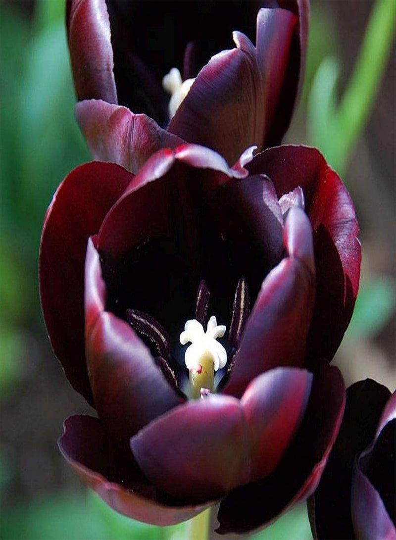 GGOOT seeds 100Pcs Tulip Plant Seeds,100Pcs Mixed Color Petals Perennial Tulip Seeds Easy to Grow Plant Seeds for Planting Home Garden Yard Bonsai Outdoor Indoor Purple - Image 1