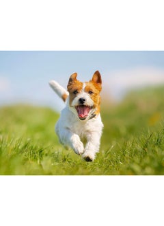 ARTERO Pretty Eyes. Eye Cleaner. Effectively Removes Tear Stains From The Tear Ducts Of Dogs And Cats, Ensuring A Clean And Healthy Appearance. 250 Ml Bottle For Regular Use.  - Image 2