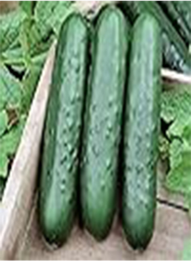 GGOOT - Cucumber Slicing Speedway 1424 (Green) 25 Non-GMO, Hybrid Seeds - Image 1