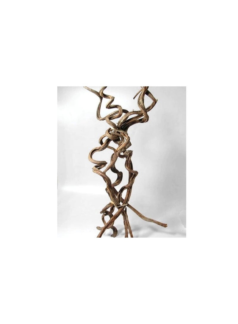 تريكسي ليانا أو كرمة الغابة - Image 3