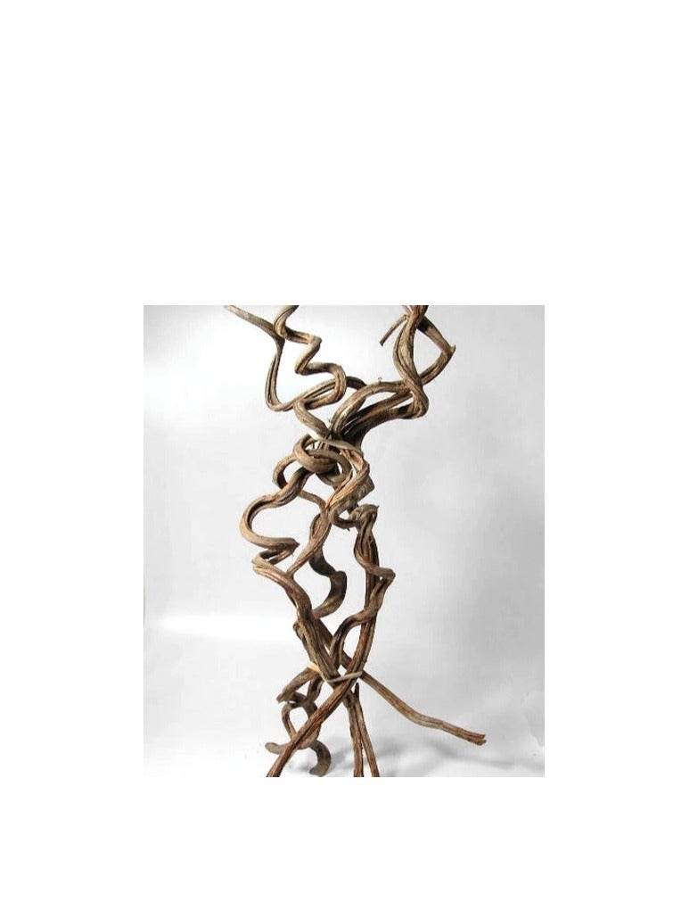 تريكسي ليانا أو كرمة الغابة - Image 1