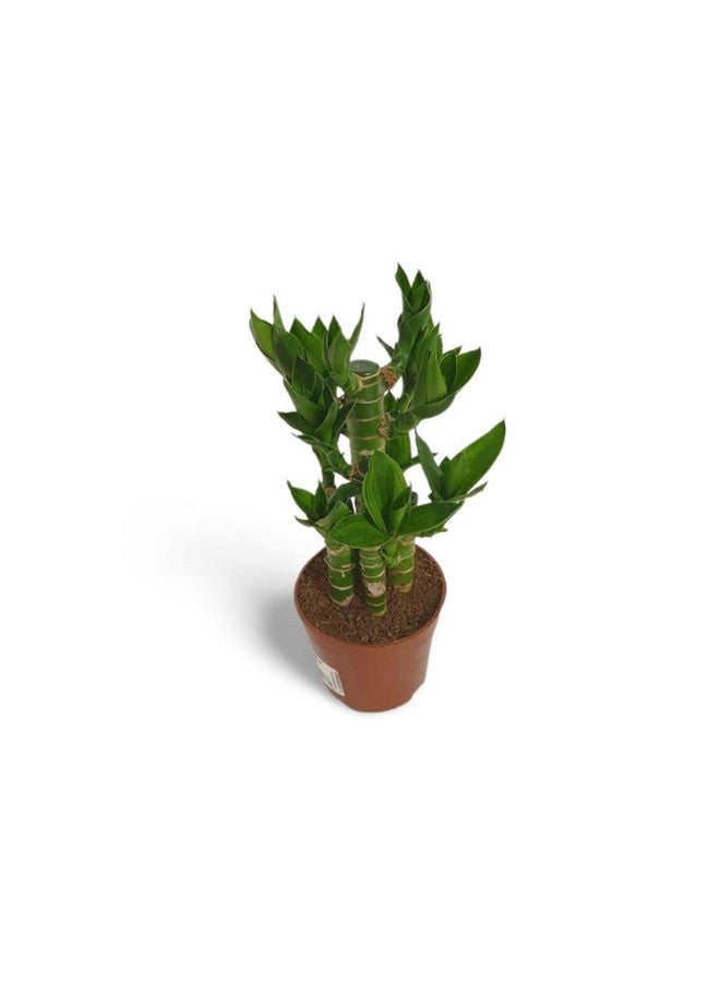 creative farmer Table Plant Lotus Bamboo, 8.5 Cm Pot Aquatic (Exotic Live Healthy Plant)  - Image 3