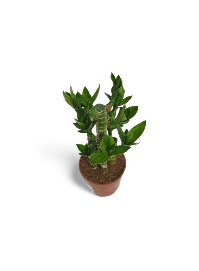 creative farmer Table Plant Lotus Bamboo, 8.5 Cm Pot Aquatic (Exotic Live Healthy Plant)  - Image 2