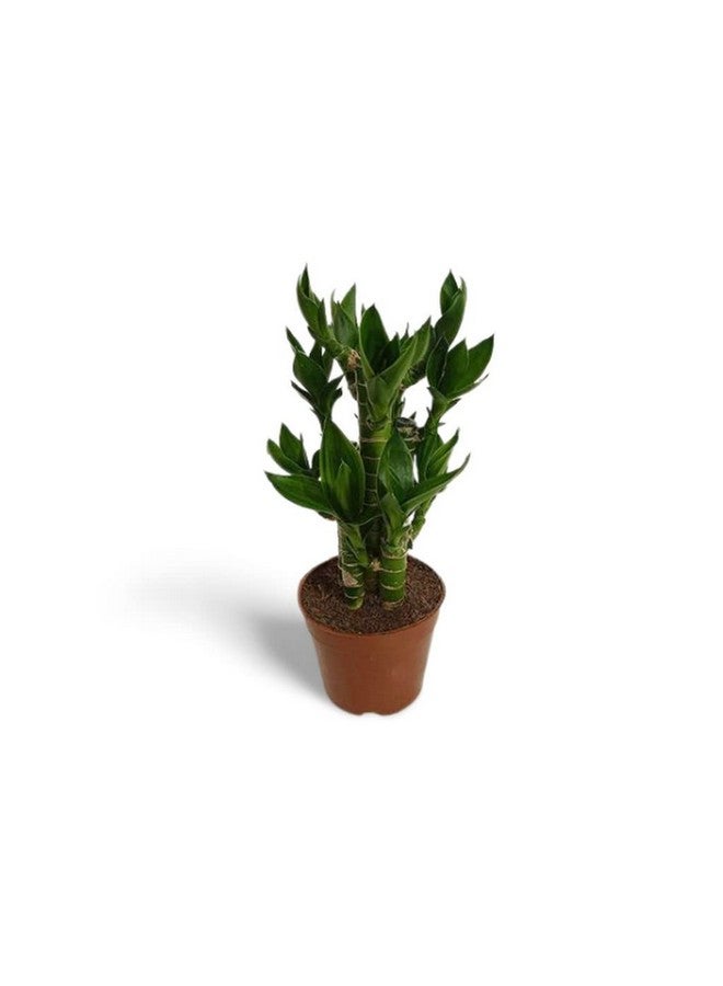 creative farmer Table Plant Lotus Bamboo, 8.5 Cm Pot Aquatic (Exotic Live Healthy Plant)  - Image 4