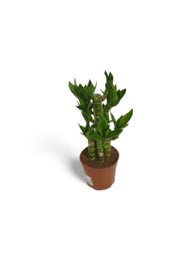creative farmer Table Plant Lotus Bamboo, 8.5 Cm Pot Aquatic (Exotic Live Healthy Plant)  - Image 1