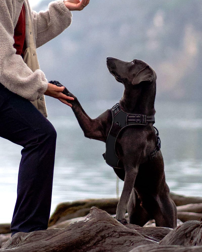 Joytale No Pull Dog Harness Medium Sized Dog, Reflective Pet Vest with Front Clip, Adjustable Soft Padded Harnesses with Easy Control Handle for Training and Walking, Black, M - Image 4