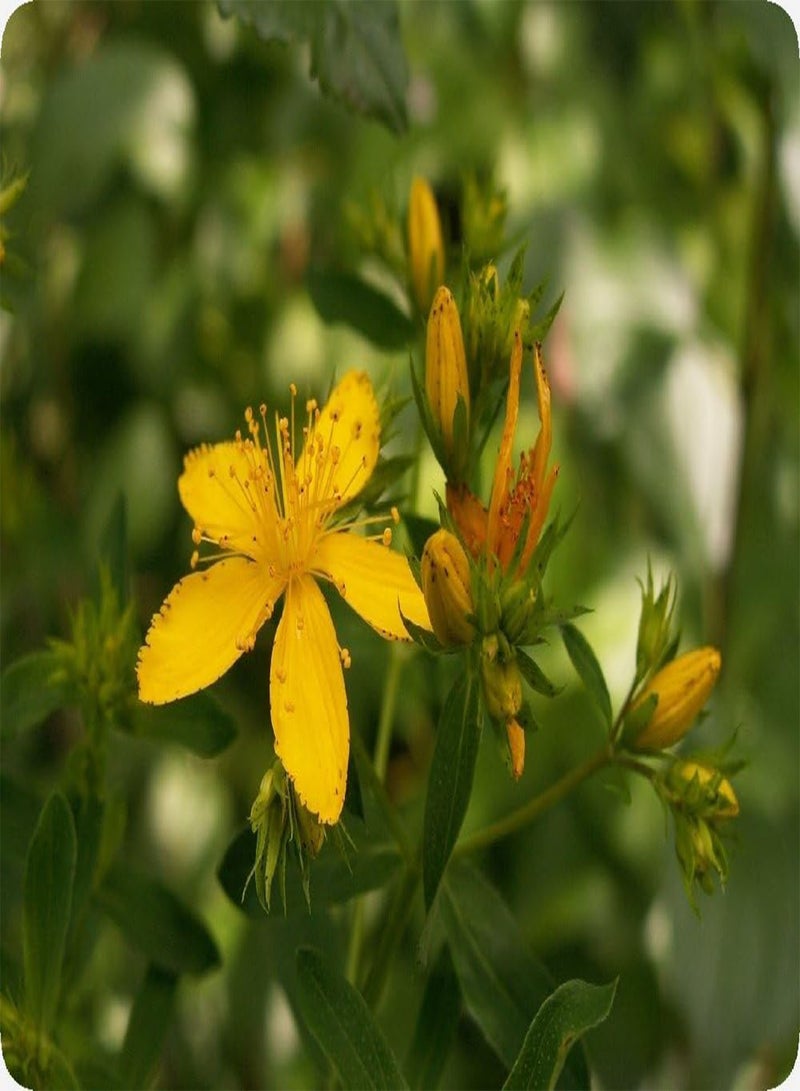 جي جوت مجموعة هدايا - نبتة سانت جون - 300 بذرة - نبتة العرن المثقوب - Image 5