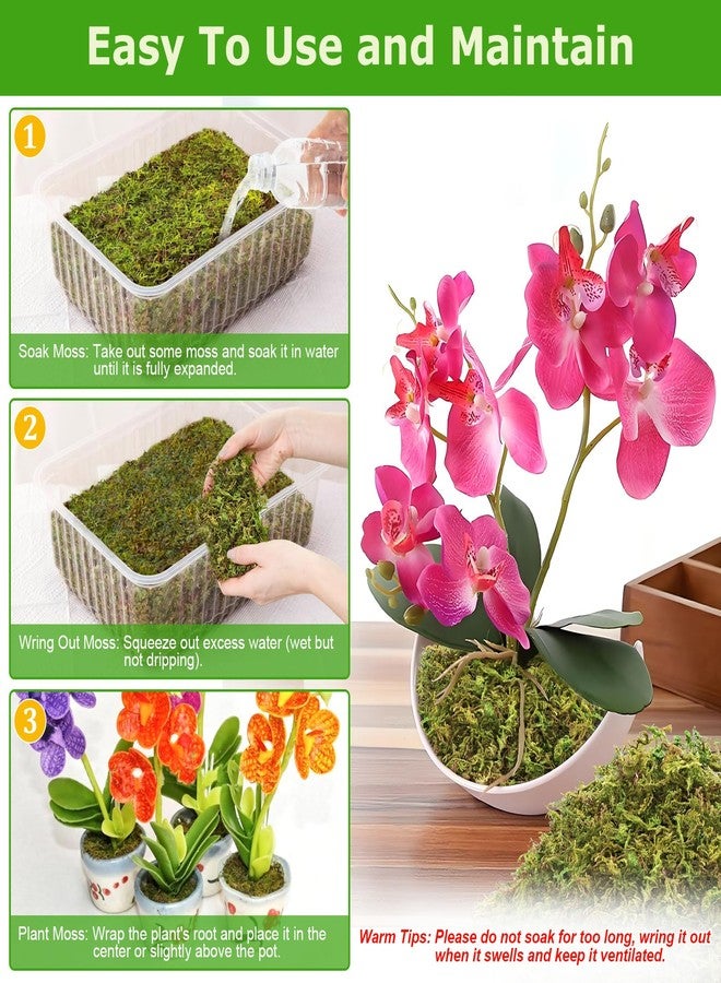 Legigo 3.5OZ Premium Forest Moss for Plants, 4QT Natural Green Sphagnum Moss for Potted Plants, Dried Orchid Moss Potting Mix, Soft Real Moss Decorative for Houseplants Orchids Succulents Reptiles - Image 4