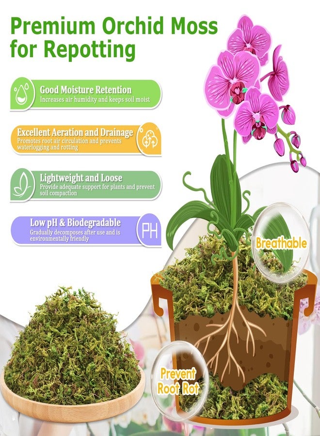 Legigo 3.5OZ Premium Forest Moss for Plants, 4QT Natural Green Sphagnum Moss for Potted Plants, Dried Orchid Moss Potting Mix, Soft Real Moss Decorative for Houseplants Orchids Succulents Reptiles - Image 3