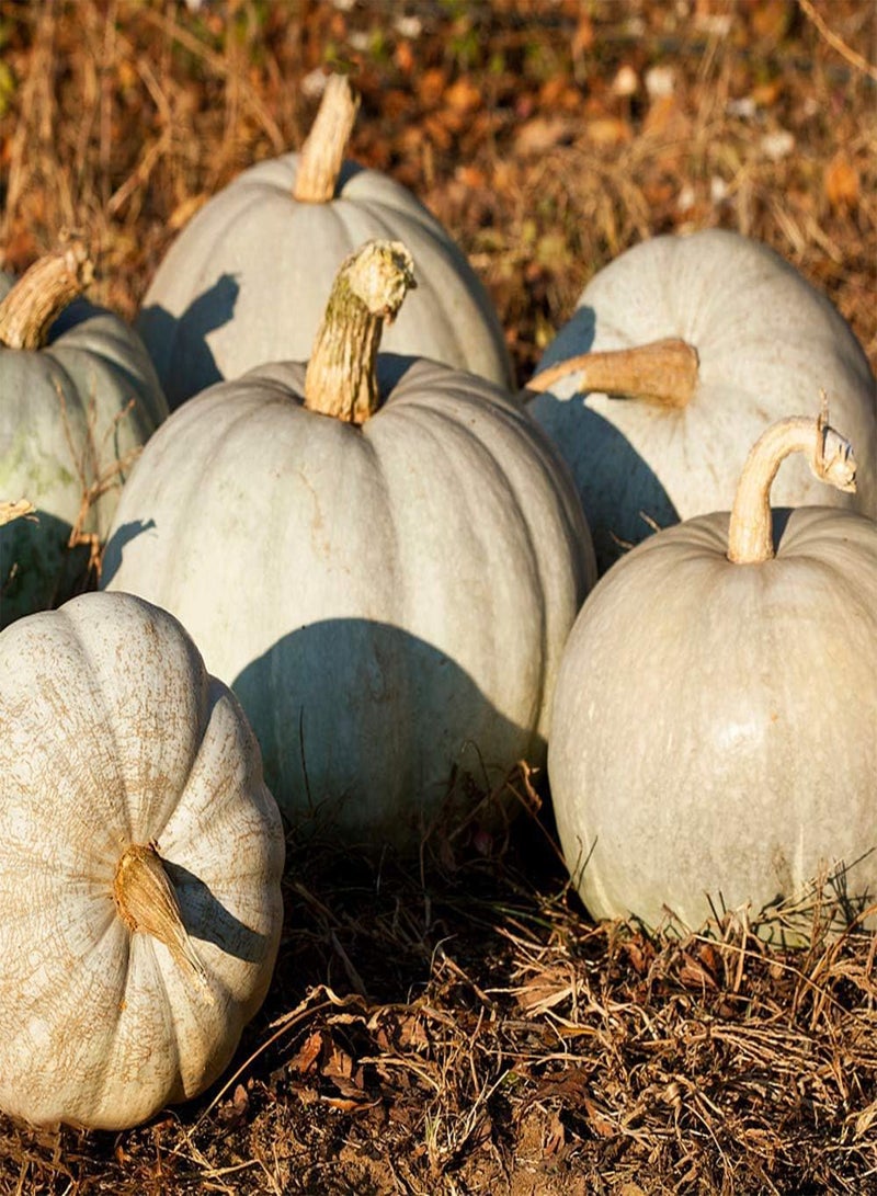 جي جوت 30 قطعة من بذور اليقطين، محاصيل خضروات ناعمة موروثة تُزرع على مدار العام، خضروات منخفضة الصيانة، حديقة خارجية، حصاد الخريف - Image 3