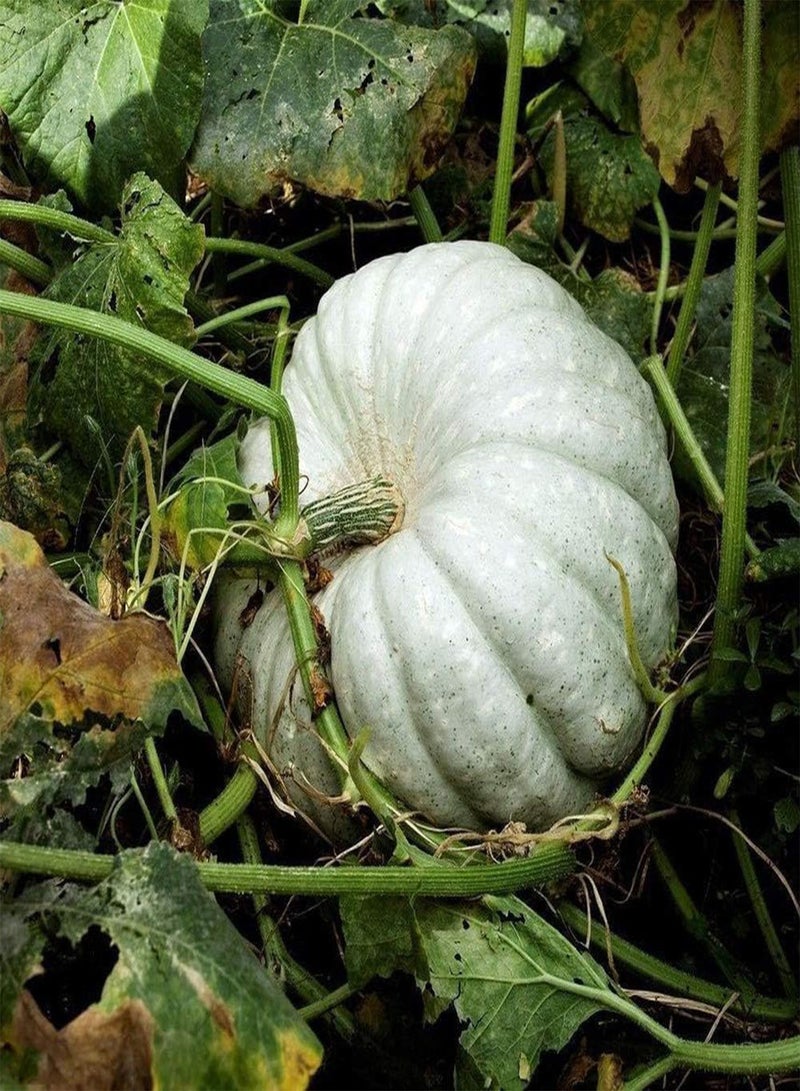 جي جوت 30 قطعة من بذور اليقطين، محاصيل خضروات ناعمة موروثة تُزرع على مدار العام، خضروات منخفضة الصيانة، حديقة خارجية، حصاد الخريف - Image 2