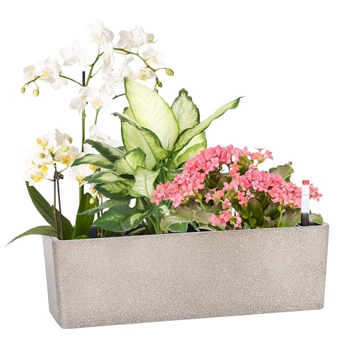 GardenBasix Elongated Self Watering Planter Pots Window Box 5.5 x 16 inch Indoor Home Garden Modern Decorative Planter Pot for All House Plants Flowers Herbs (Coffee,1-Pack) - Image 1