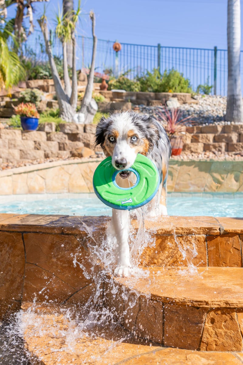Chuckit! Amphibious ZipFlight Floating and Flying Disc Dog Toy, Medium (8.5"), Assorted Colors (Orange And Blue/Green and Blue) - Image 2