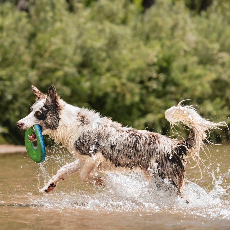 Chuckit! Amphibious ZipFlight Floating and Flying Disc Dog Toy, Medium (8.5"), Assorted Colors (Orange And Blue/Green and Blue) - Image 3