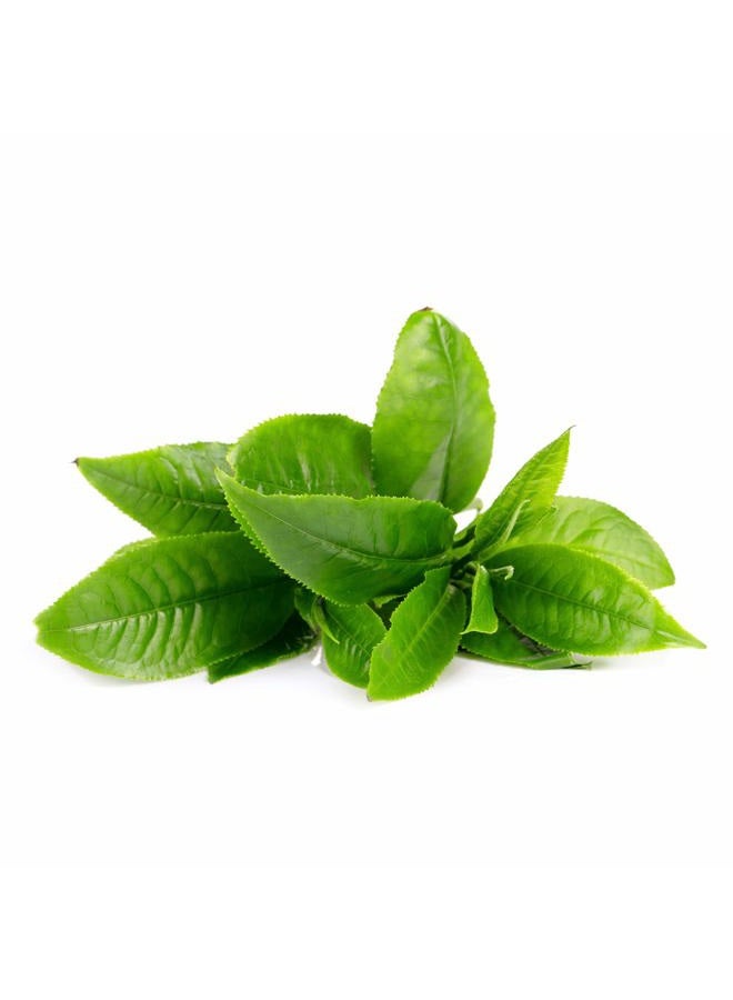 FOREO قناع الوجه المنشط من الشاي الأخضر UFO للبشرة الدهنية المعرضة للبثور، 6 عبوات، مطهر، مضاد للأكسدة، مرطب، مستخلص الشاي الأخضر وUlmus، خالي من القسوة، تركيبة نظيفة، متوافق مع UFO 2 وUFO - Image 4