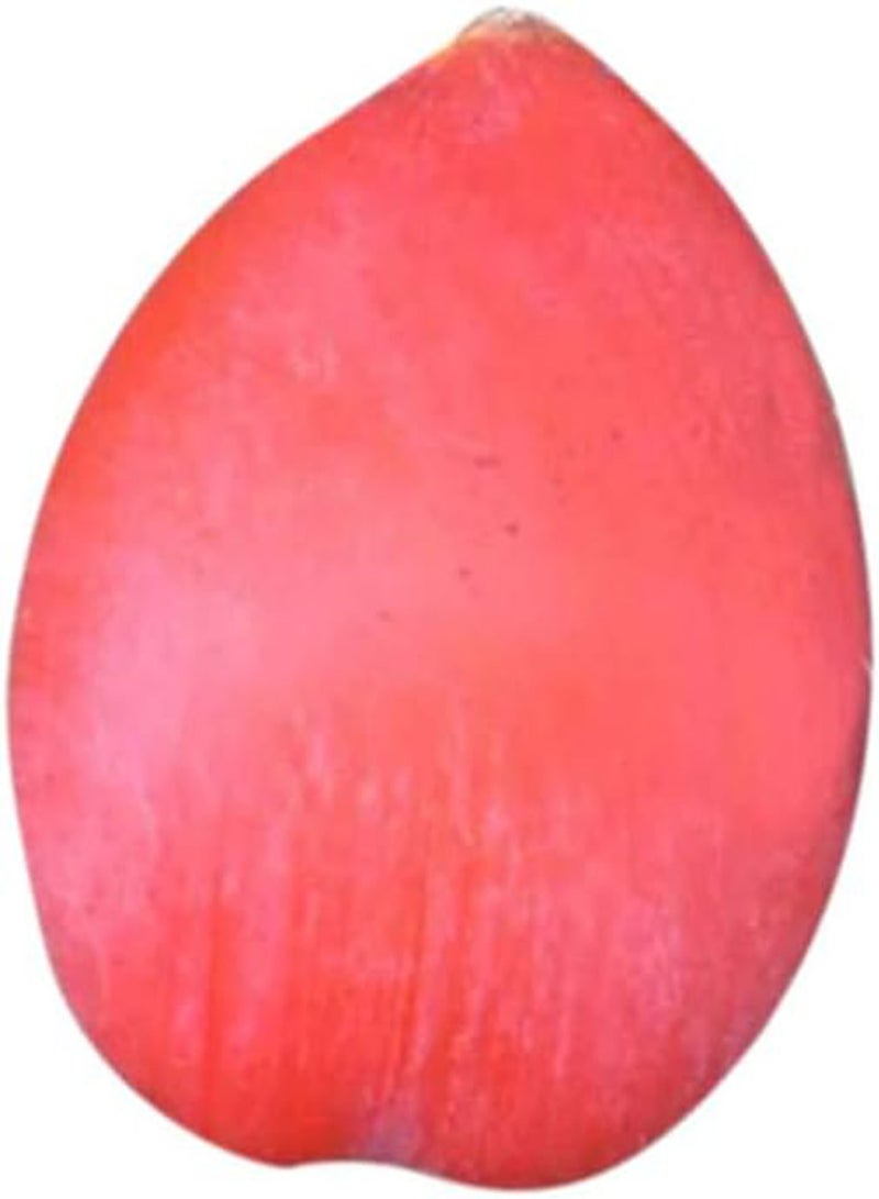 جي جوت نباتات خضراء، بذور نخيل الساغو السيكاس الاستوائية سهلة الزراعة، بذور نخيل الساغو الخضراء للحديقة - بذور نخيل الساغو السيكاس - Image 5