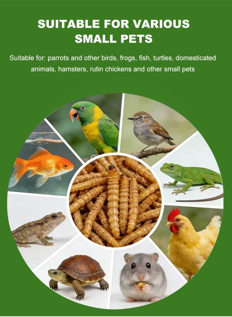 AQUAV Premium Dried Mealworms – High-Protein Natural Treat for Wild Birds, Hamsters, Turtles, Fish, and Reptiles (100% Non-GMO, Resealable Canister) 500 Grams - Image 2