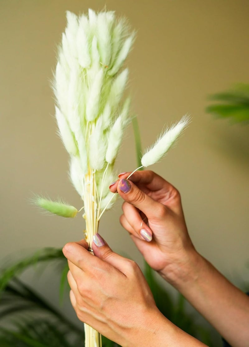 Tail Dried Pampas Grass (50-60 Stems) for Home & Office Decor Natural Dried Pampas Grass, Decoration - Boho, Wedding Flower Arrangement, Home Decor (Green)