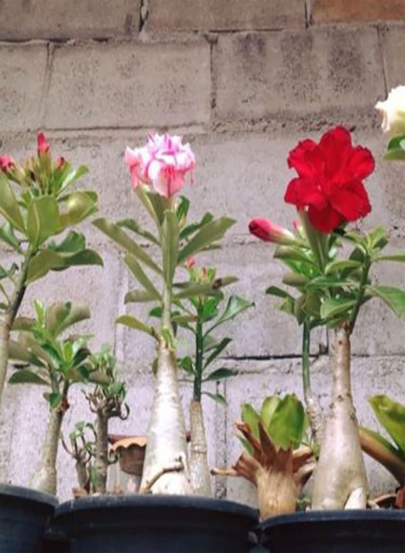 GGOOT 200Pcs Mix Colors Rose Seeds Grow Kit | Aromatic Drought Tolerant Floral Plants Seedlings Pack for Outdoor Indoor Planting Seeds 1size - Image 2