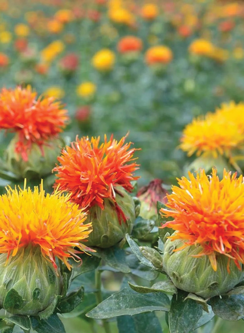 Safflower Seeds for Planting - Safflower Herb Seeds - 2 Packets - Image 2