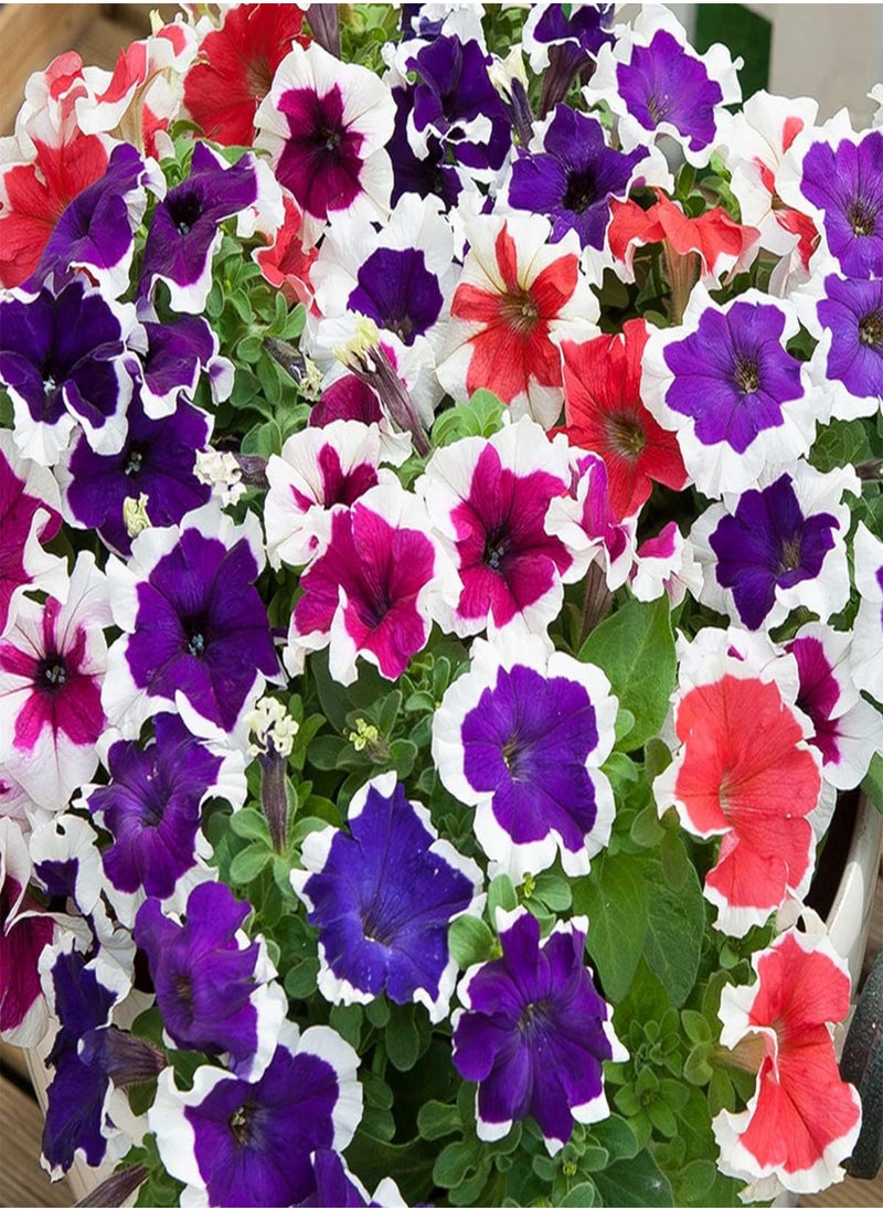 GGOOT - Petunia Hula Hoop Mixed - Petunia x hybrida Flower Seeds, Home Garden Planting by Heavy Torch, 50 Seeds - Image 1