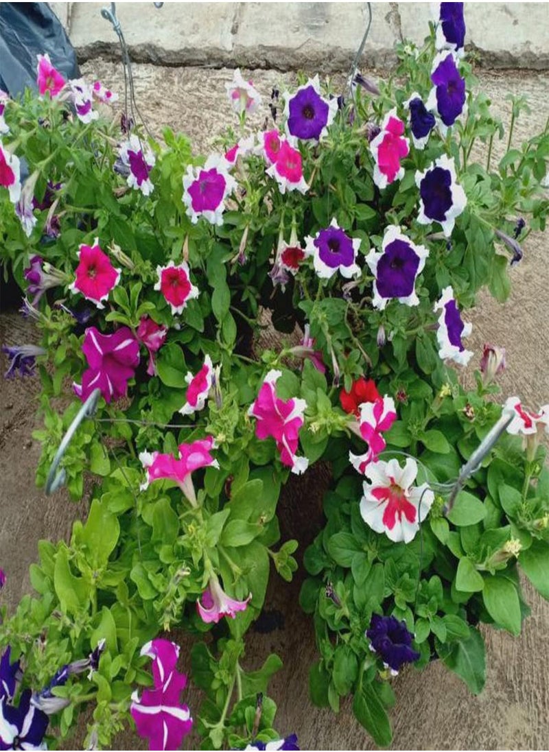 GGOOT - Petunia Hula Hoop Mixed - Petunia x hybrida Flower Seeds, Home Garden Planting by Heavy Torch, 50 Seeds - Image 1