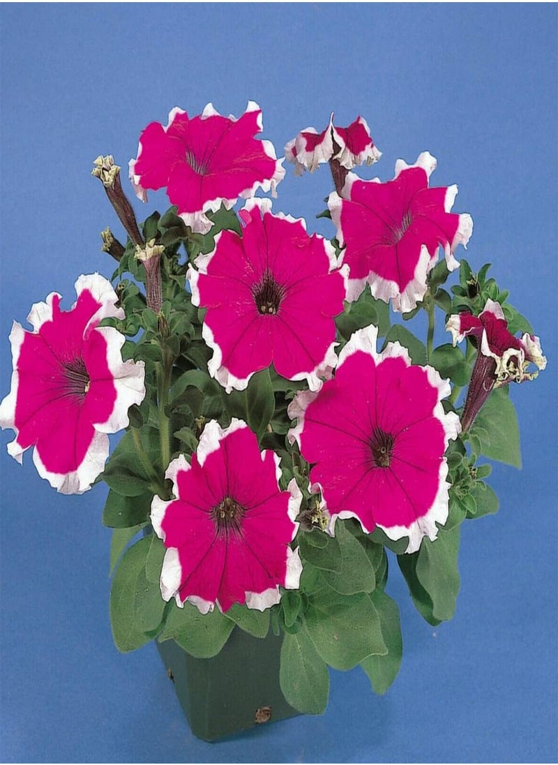 GGOOT - Petunia Hula Hoop Mixed - Petunia x hybrida Flower Seeds, Home Garden Planting by Heavy Torch, 50 Seeds - Image 1