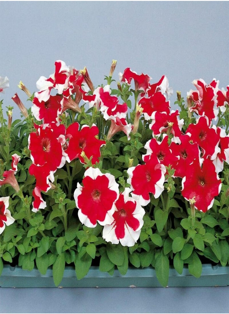 GGOOT - Petunia Hula Hoop Mixed - Petunia x hybrida Flower Seeds, Home Garden Planting by Heavy Torch, 50 Seeds - Image 1