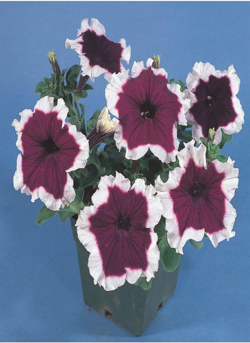 GGOOT - Petunia Hula Hoop Mixed - Petunia x hybrida Flower Seeds, Home Garden Planting by Heavy Torch, 50 Seeds - Image 1