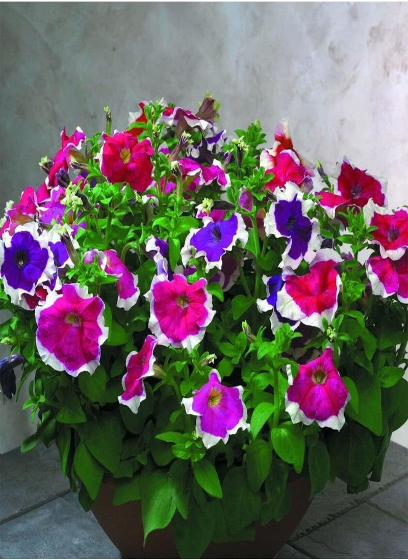 GGOOT - Petunia Hula Hoop Mixed - Petunia x hybrida Flower Seeds, Home Garden Planting by Heavy Torch, 50 Seeds - Image 1