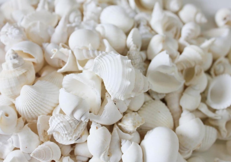 JUNERUSH White Mix Artificial SeaShell For Bulk DIY Craft decorative Seashells for aquarium Jewellery making Vase Filler Fish tank Coastal theme Decorative Shells 200Gm - Image 2