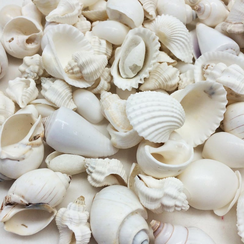 JUNERUSH White Mix Artificial SeaShell For Bulk DIY Craft decorative Seashells for aquarium Jewellery making Vase Filler Fish tank Coastal theme Decorative Shells 200Gm - Image 4