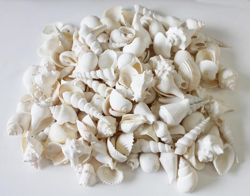 JUNERUSH White Mix Artificial SeaShell For Bulk DIY Craft decorative Seashells for aquarium Jewellery making Vase Filler Fish tank Coastal theme Decorative Shells 200Gm - Image 1