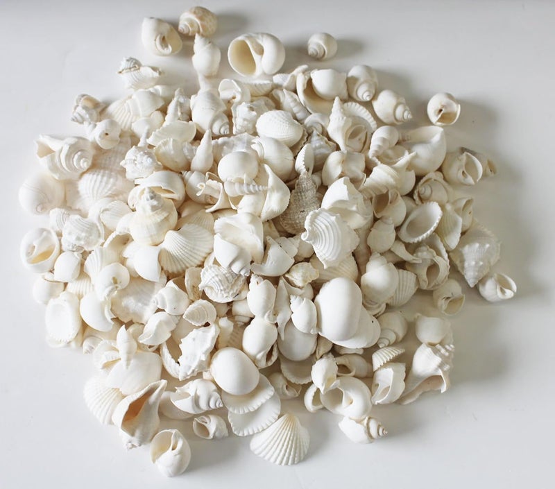 JUNERUSH White Mix Artificial SeaShell For Bulk DIY Craft decorative Seashells for aquarium Jewellery making Vase Filler Fish tank Coastal theme Decorative Shells 200Gm - Image 3
