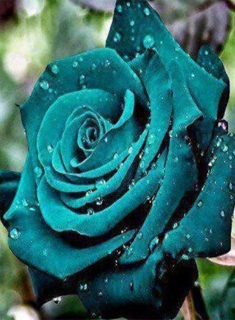 GGOOT 300Pcs/Bag Rose seeds Good Harvest Full Sun Fast Growing Decorative Flowering Bonsai seeds Yard Multicolor - Image 3