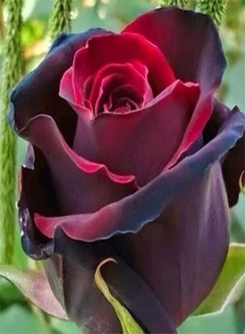 GGOOT 300Pcs/Bag Rose seeds Good Harvest Full Sun Fast Growing Decorative Flowering Bonsai seeds Yard Multicolor - Image 4