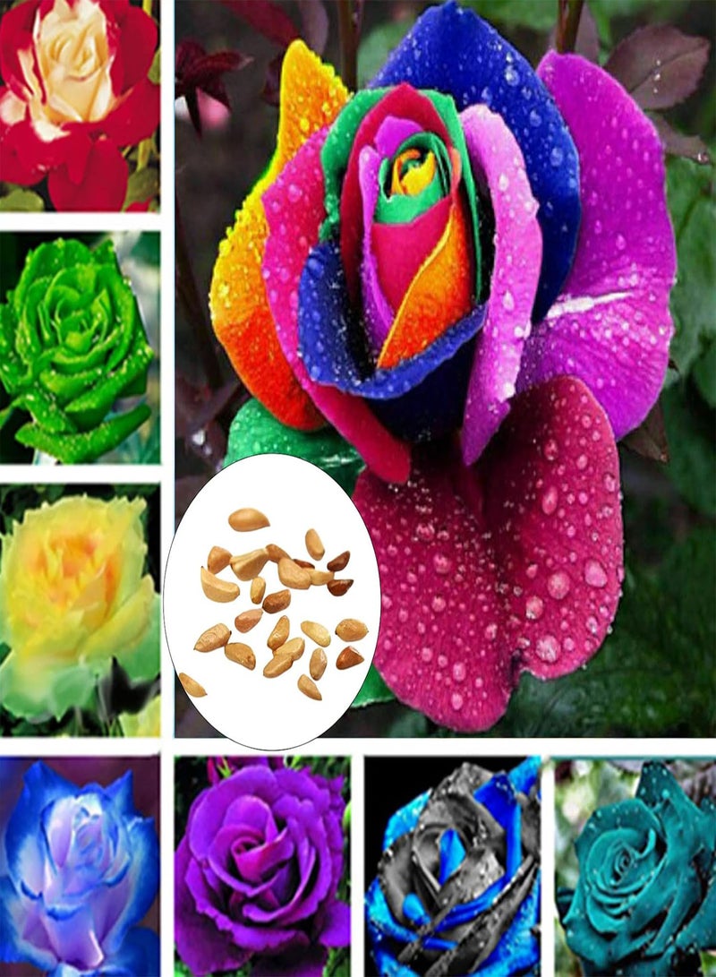 GGOOT 300Pcs/Bag Rose seeds Good Harvest Full Sun Fast Growing Decorative Flowering Bonsai seeds Yard Multicolor - Image 1