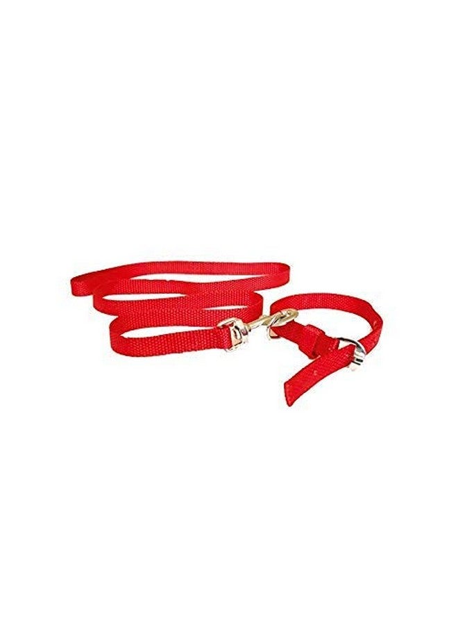 طقم طوق ومقود من النايلون (الحجم - متوسط، صغير) للكلاب الصغيرة والمتوسطة الحجم - مثل لاسا أبسو، بيجل، باج، بوميرانيان وما إلى ذلك (اللون - قد يختلف) العرض - 3/4 بوصة. - Image 1