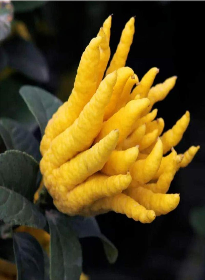GGOOT 50pcs Pepper Seeds Special Shape Adaptable Planted Throughout The Year DIY Home Garden Natural Decoration Fresh Aroma Special Colors Can Be Used for Viewing - Image 4
