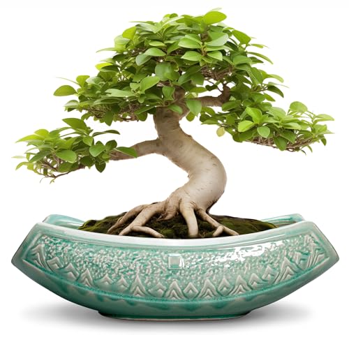 Teagas Bonsai Tree Pot - 18 Inch Ceramic Succulent Pots for Indoor Outdoor, Large Bonsai Planter with Drainage Hole, Ceramic Flower Pot, Decorative Planter, Gifts for Plant Lovers, Room Decor, Green - Image 1