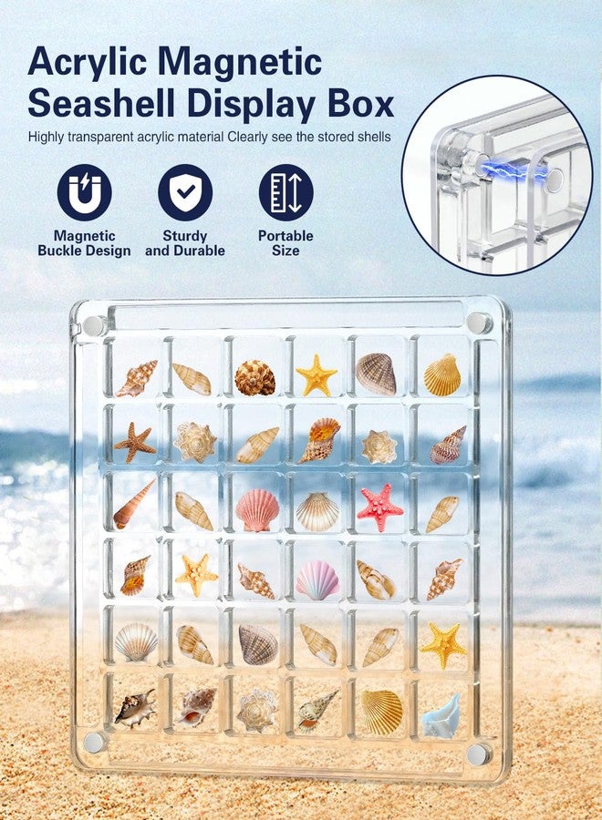 Padike Seashell Display Box – 36 Grid Clear Acrylic Shell Holder & Organizer Case with Magnetic Lid for Sea Shell Collection, Crystals & Mini Collectibles - Image 2
