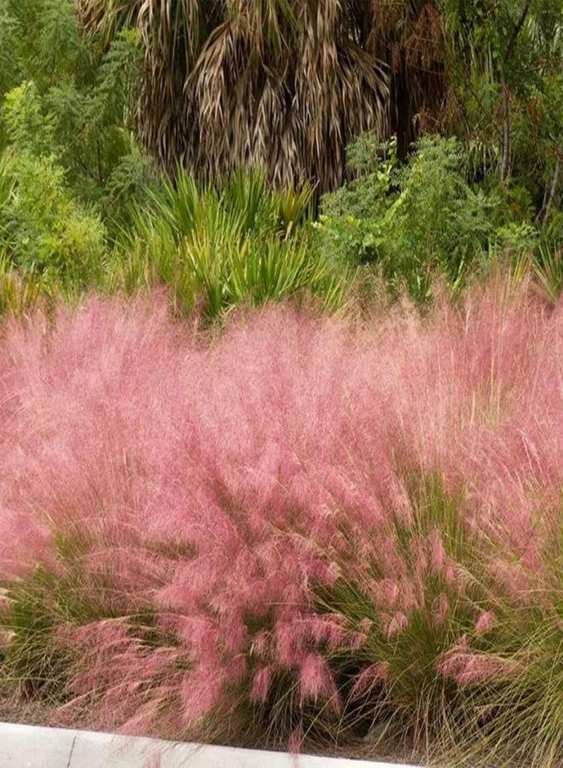 GGOOT 50Pcs Grass Seeds DIY Grow Kit Easy Planting Brightly Colored Bonsai Garden Flower Seeds for Balcony Seed 1size - Image 2