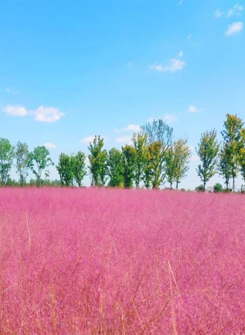 GGOOT 50Pcs Grass Seeds DIY Grow Kit Easy Planting Brightly Colored Bonsai Garden Flower Seeds for Balcony Seed 1size - Image 5