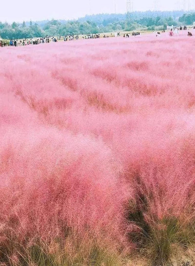 GGOOT 50Pcs Grass Seeds DIY Grow Kit Easy Planting Brightly Colored Bonsai Garden Flower Seeds for Balcony Seed 1size - Image 3