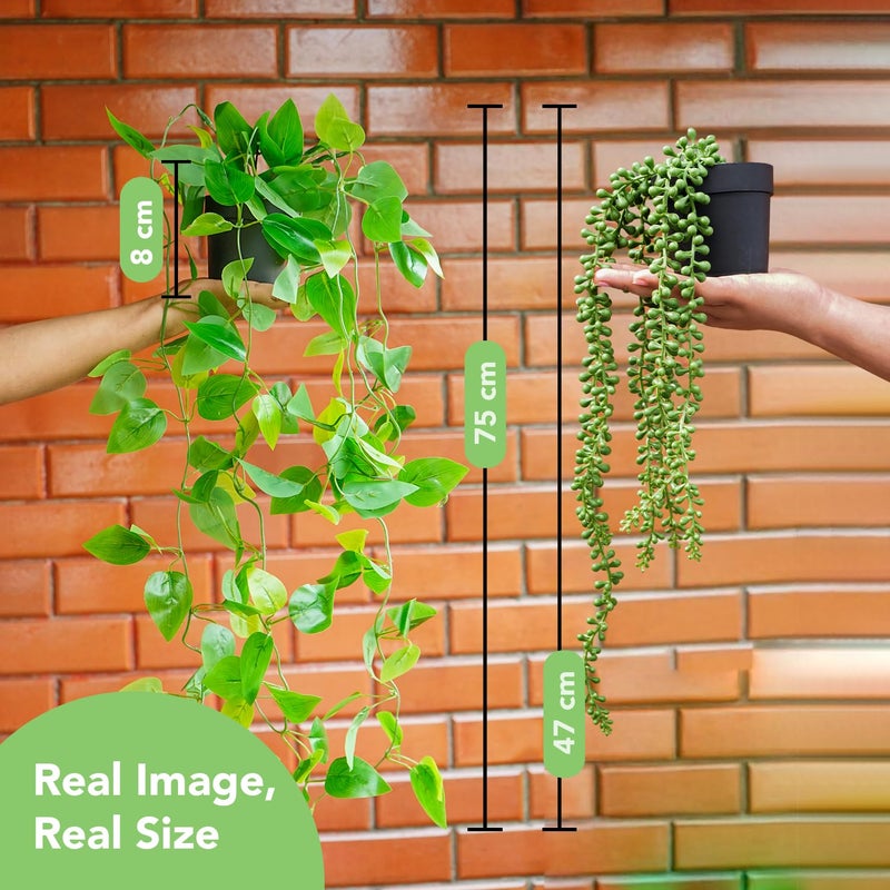 Ekhasa Nostrae Hanging Artificial Plants with Pot (Set of 2) | Money Plant Artificial Hanging Plants for Decor | Falling Creepers Climbers Fake Vines with Pots (String of Pearls, Golden Pothos) - Image 3