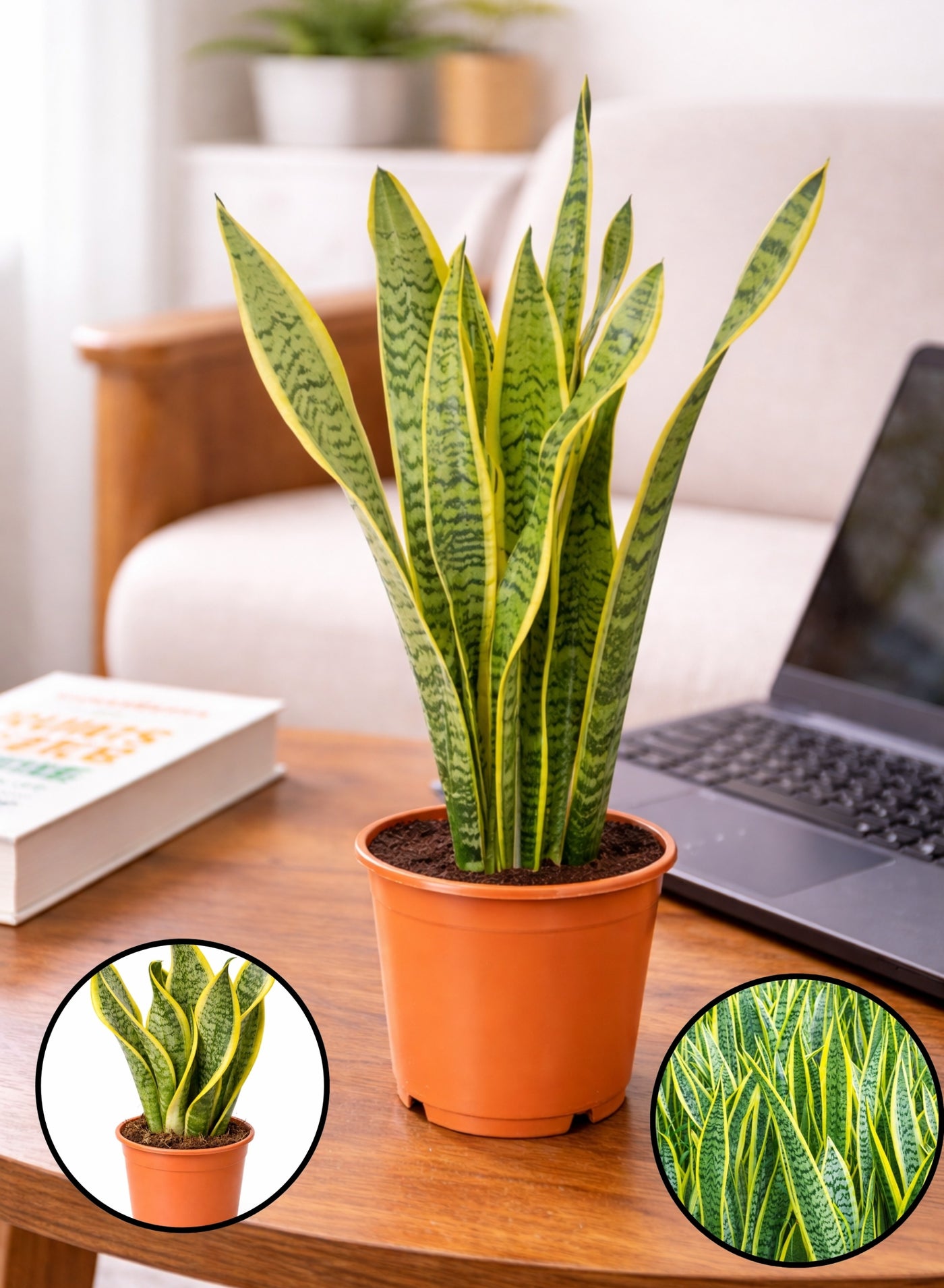 Fresh Indoor Snake Plant (20–25 cm Height) | Live Sansevieria Plant | Natural Air-Purifying Houseplant | Low Maintenance Home & Office Decor