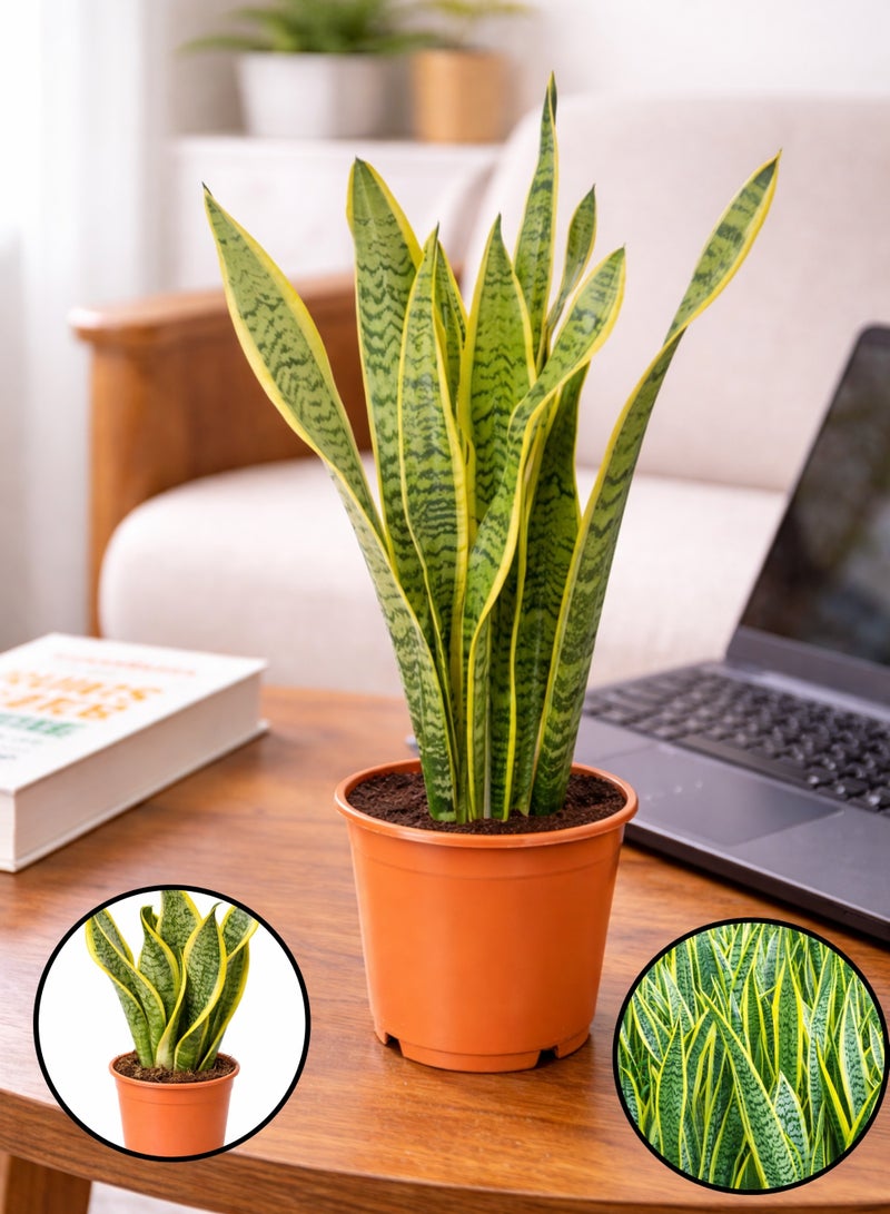 نبتة الثعبان الداخلية الطازجة (ارتفاع 15-20 سم) | نبتة سانسييفيريا حية | نبتة منزلية طبيعية لتنقية الهواء | سهلة العناية ومناسبة لديكور المنزل والمكتب - Image 1