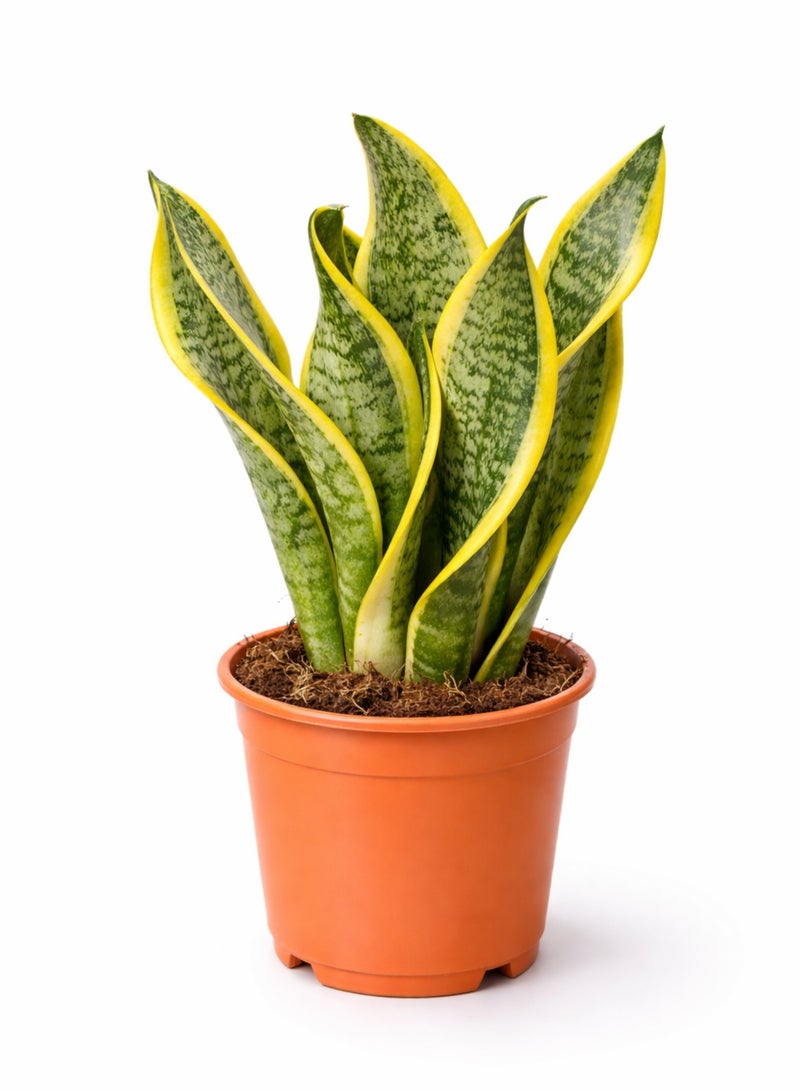 نبتة الثعبان الداخلية الطازجة (ارتفاع 15-20 سم) | نبتة سانسييفيريا حية | نبتة منزلية طبيعية لتنقية الهواء | سهلة العناية ومناسبة لديكور المنزل والمكتب - Image 2